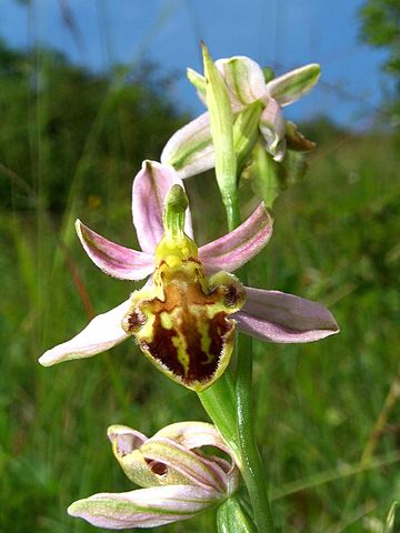 "Ophrys apifera var botteronii Saarland 01" by Orchi - Self-photographed. Licensed under CC BY-SA 3.0 via Wikimedia Commons